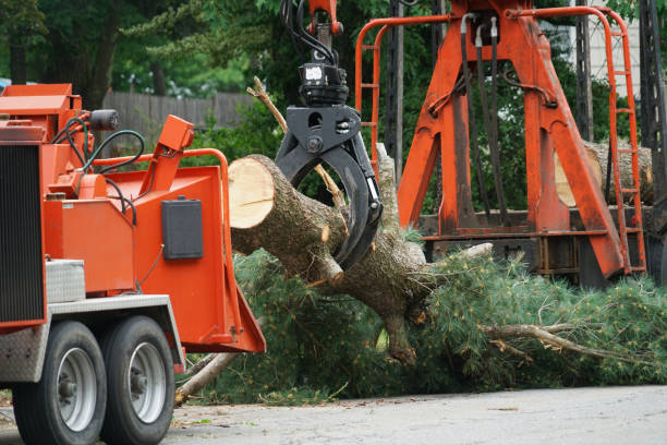 Best Lawn Watering Services  in Emmetsburg, IA